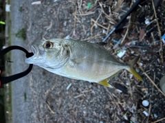 ロウニンアジの釣果