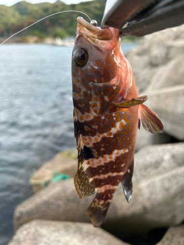 キジハタの釣果
