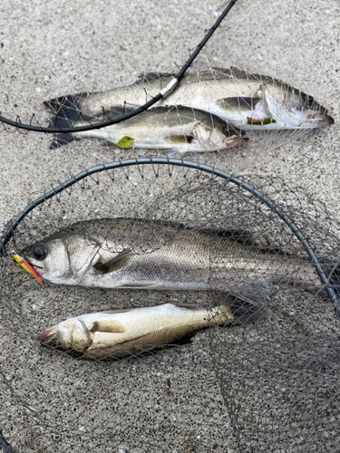 シーバスの釣果