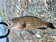オオモンハタの釣果