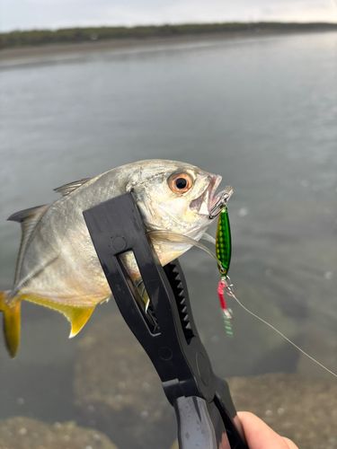 メッキの釣果