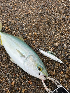 ワカシの釣果