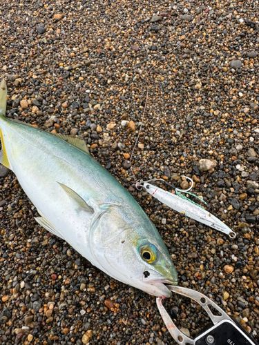 ワカシの釣果