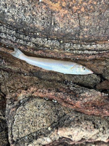 シロギスの釣果