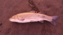 ウグイの釣果