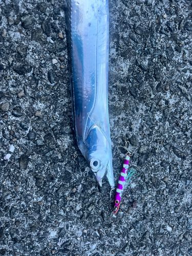 タチウオの釣果