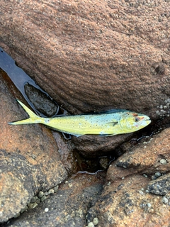 シイラの釣果