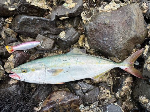 ブリの釣果