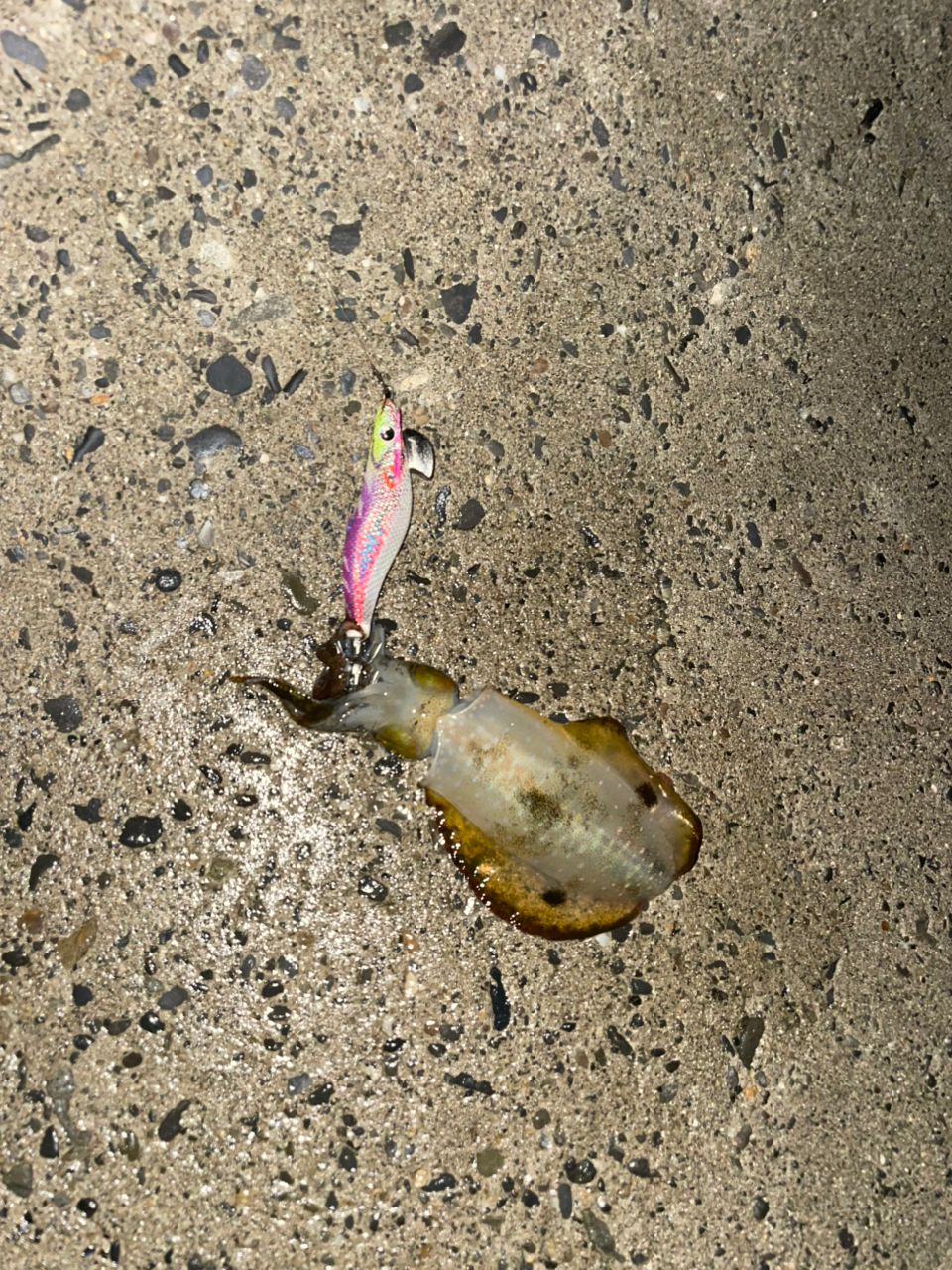アオリイカ