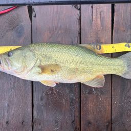 ラージマウスバス