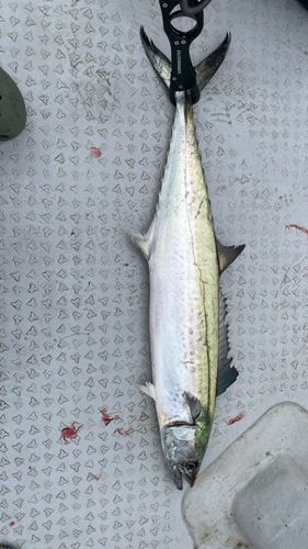 東京湾（アクアライン〜富津）
