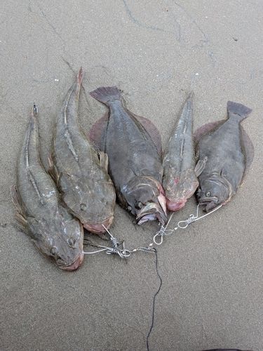 マゴチの釣果