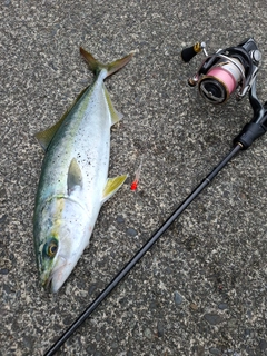 イナダの釣果