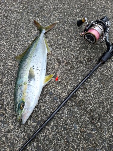 イナダの釣果