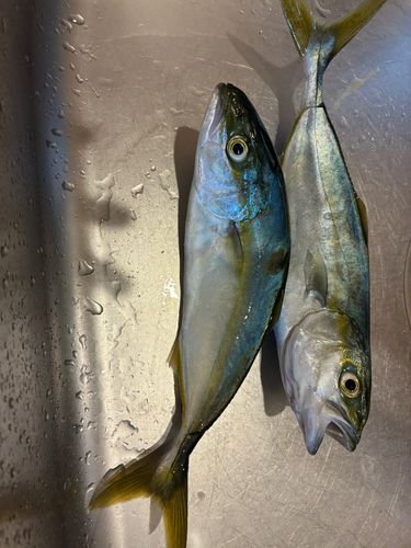ツバイソの釣果