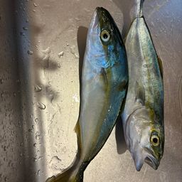 ツバイソ