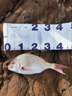 タイの釣果