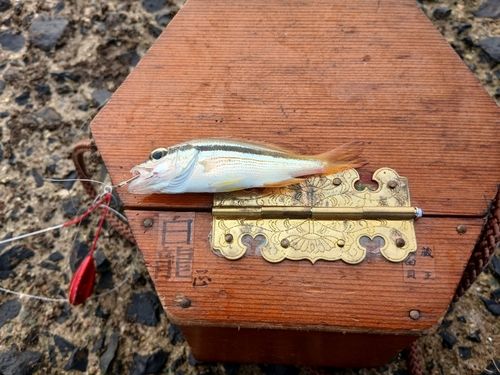 ヨコスジフエダイの釣果