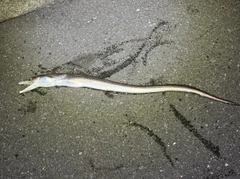 ハモの釣果