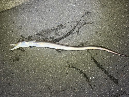 ハモの釣果