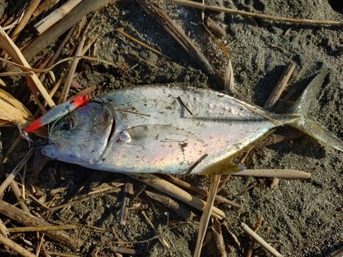 メッキの釣果