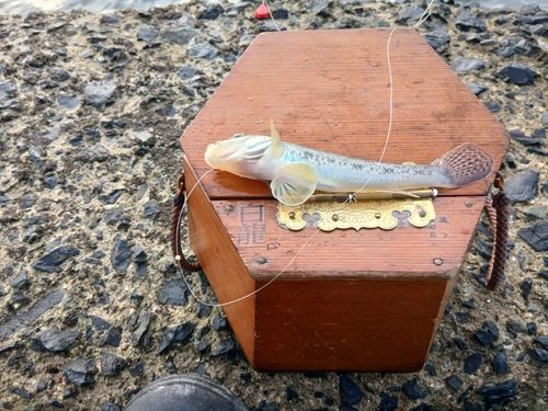 マハゼの釣果
