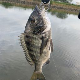 クロダイ