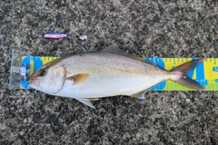カンパチの釣果