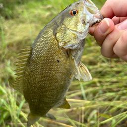 スモールマウスバス