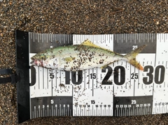ワカシの釣果