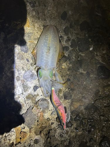 アオリイカの釣果