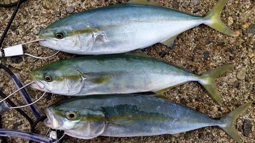 ツバイソの釣果
