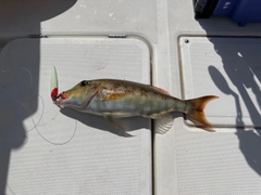 ホオアカクチビの釣果