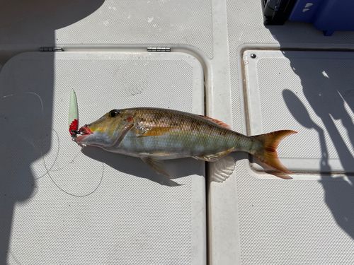 ホオアカクチビの釣果
