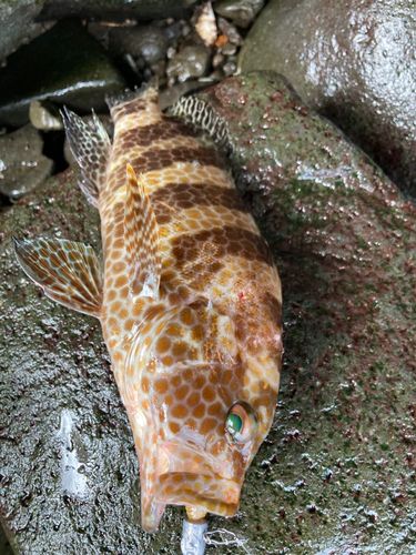 オオモンハタの釣果