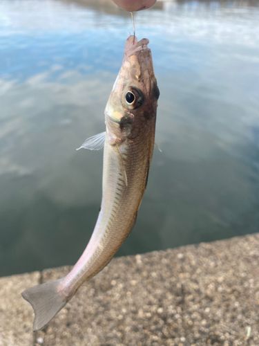 キスの釣果
