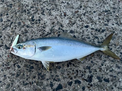 ヤズの釣果