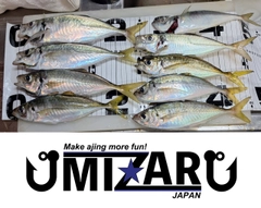 アジの釣果