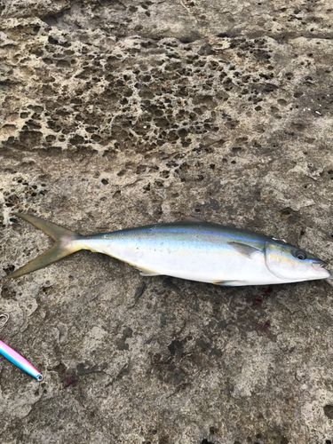 ツムブリの釣果