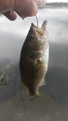 ラージマウスバスの釣果