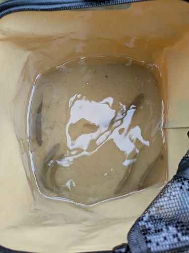 ウグイの釣果