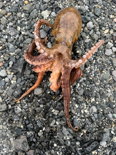 マダコの釣果