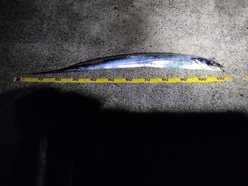 タチウオの釣果