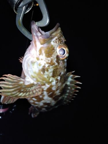 ガシラの釣果