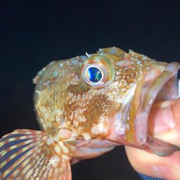 カサゴ
