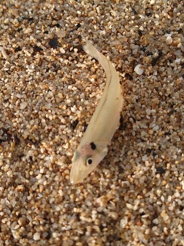シロギスの釣果