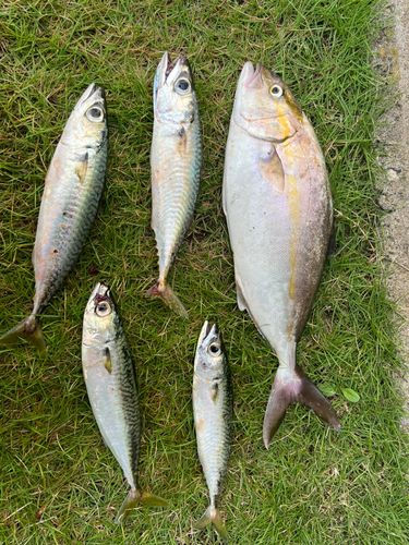 ショゴの釣果