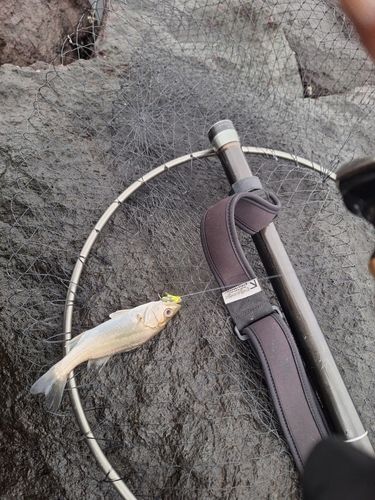 セイゴ（マルスズキ）の釣果