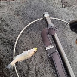 セイゴ（マルスズキ）