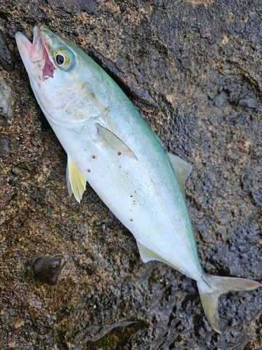 ワカシの釣果